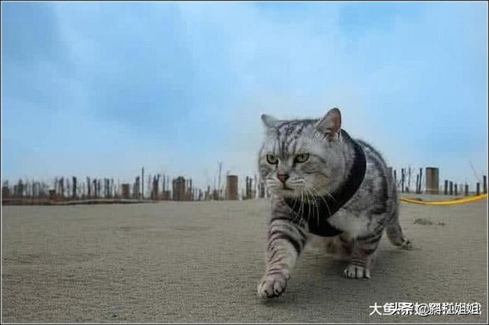 老虎和喵咪,猫咪小时候能看出来长大的样子吗