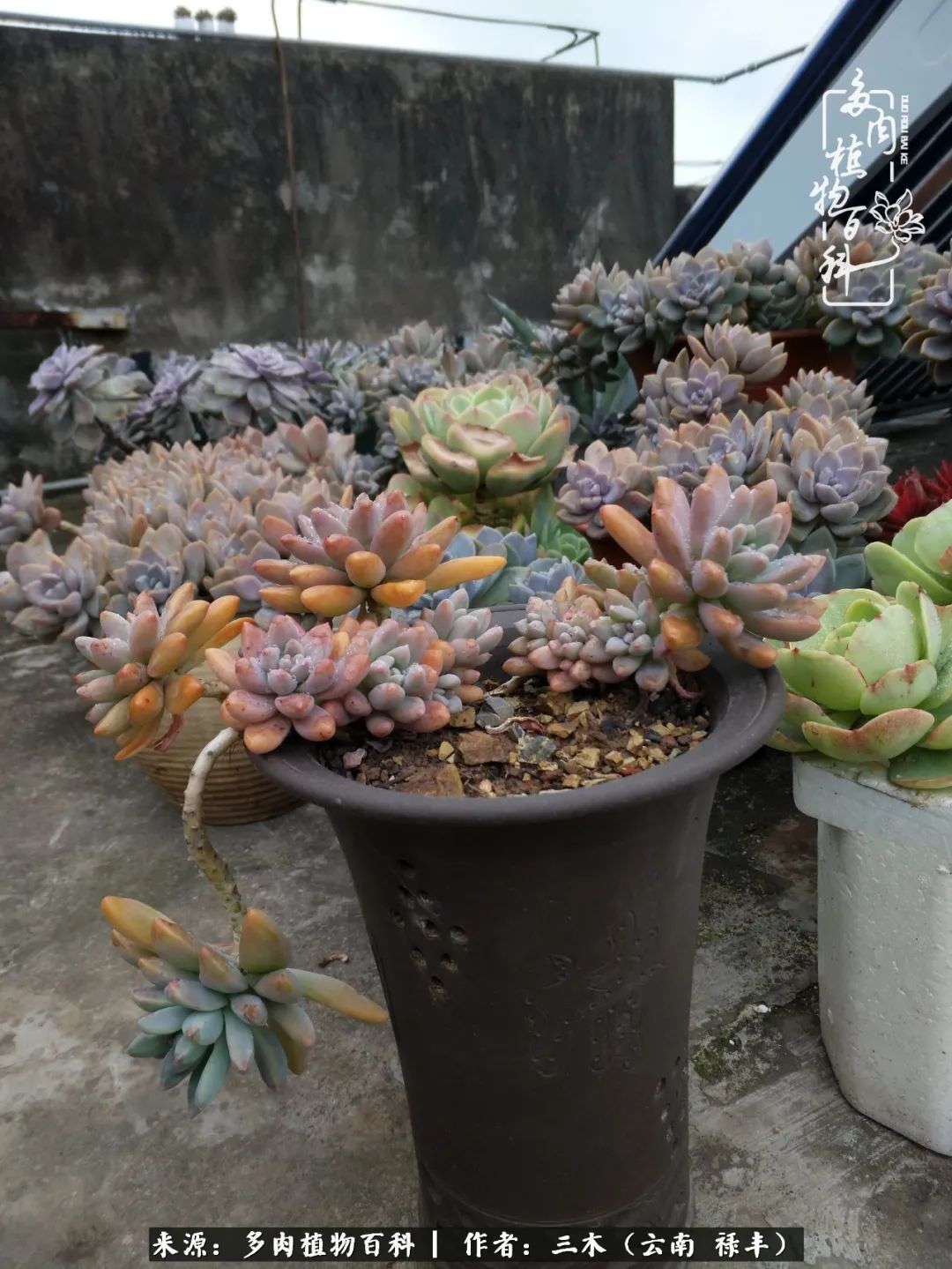 结缘多肉，阳台这一亩三分地就是我的世外桃源