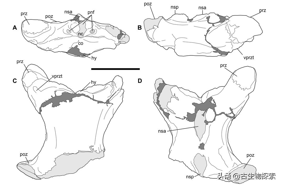 巨型翼龙视频,超大型翼龙