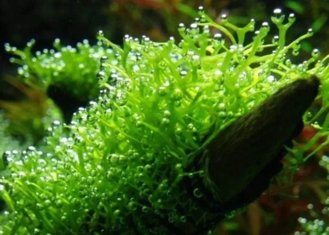 达则兼济天下·牡丹外