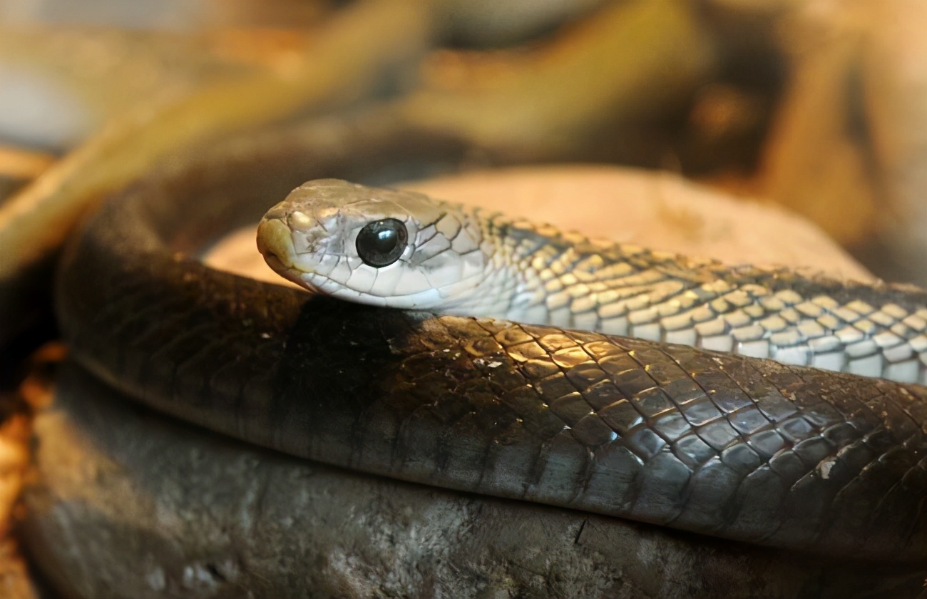 1.6米！男子上厕所*体下**被蟒蛇咬伤蛇群异常行为，暗示了什么？