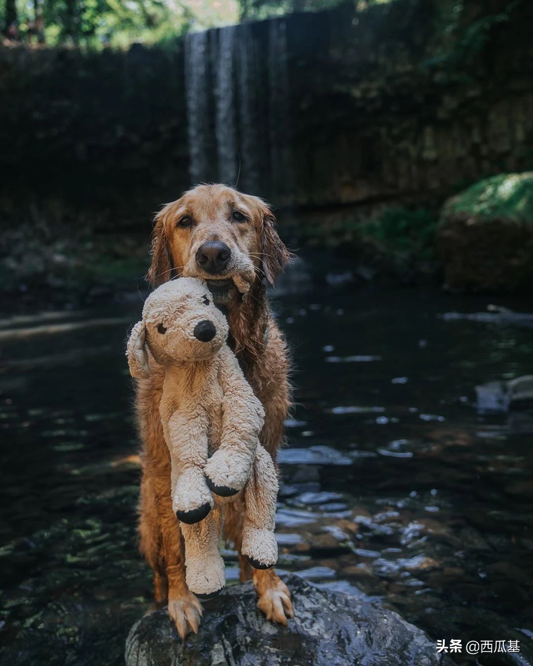 金毛出去耍了带东西回来,金毛带金毛去水上乐园