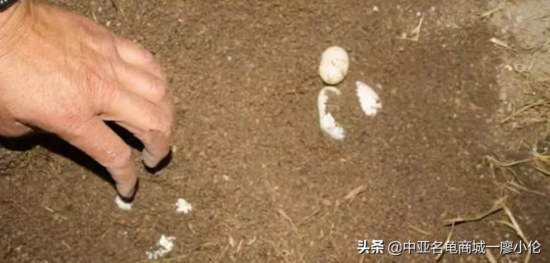 乌龟蛋孵化前需要注意什么,乌龟蛋孵化后期注意事项