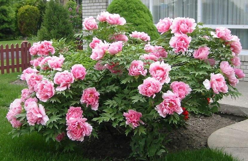 十月养什么盆栽最好,十月养这6种花建议穷养