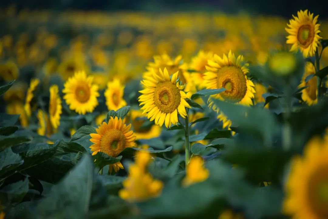 在济南花式避暑,一见“清”心!只需一瞥,便足以把酷夏原谅…
