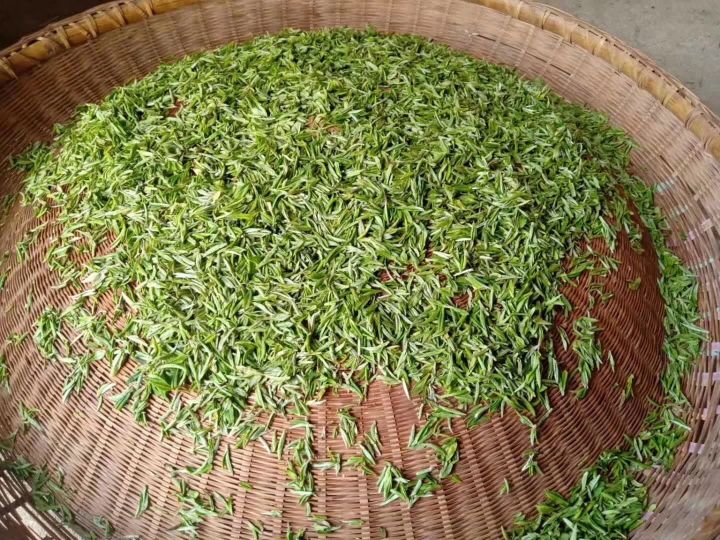 信阳毛尖手工炒制技术,信阳毛尖纯手工炒制香气