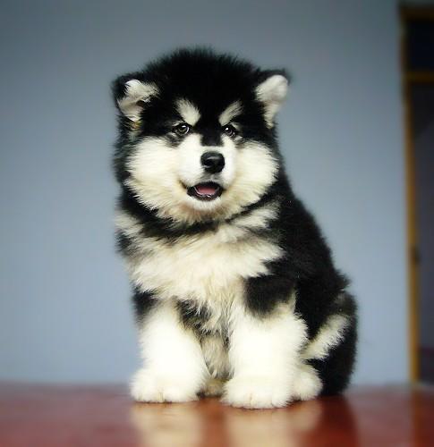 雪橇三傻之哈士奇,雪橇三傻之阿拉斯加拉车