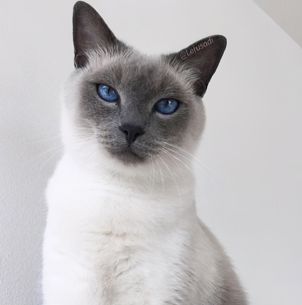 暹罗猫的饲养方法和注意事项,饲养猫的经验