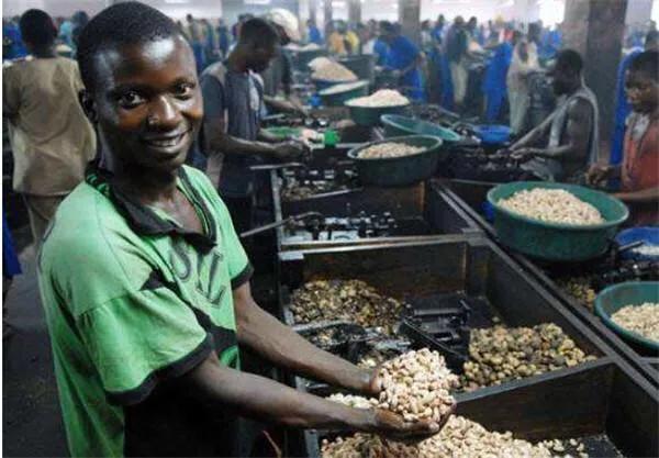 腰果科普知识,腰果哪部分有毒