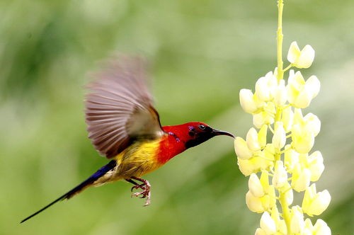 金沙遗址太阳鸟图片,叉尾太阳鸟图片大全