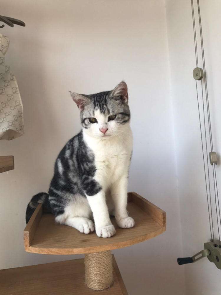 一直不太聪明的美国短毛猫,美国短毛猫的外貌相关数据