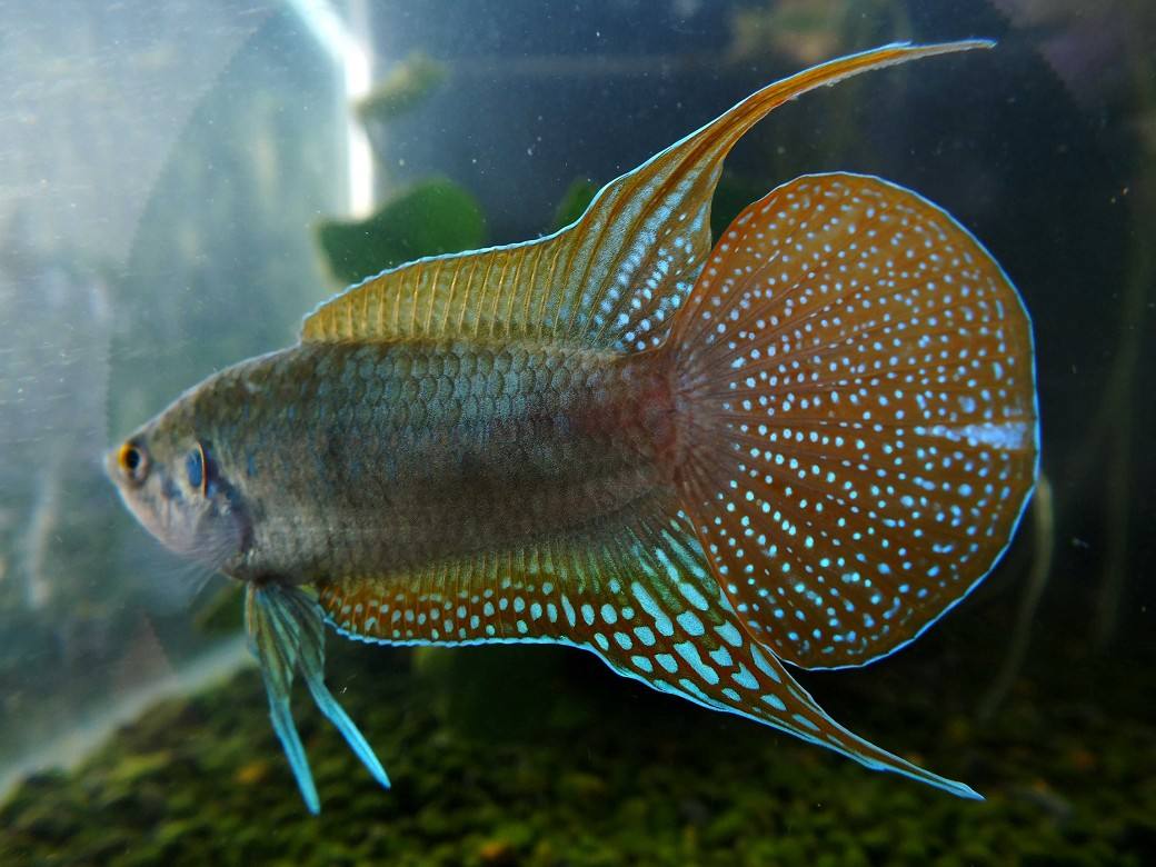 观赏鱼的种类都有哪些,观赏鱼原生品种