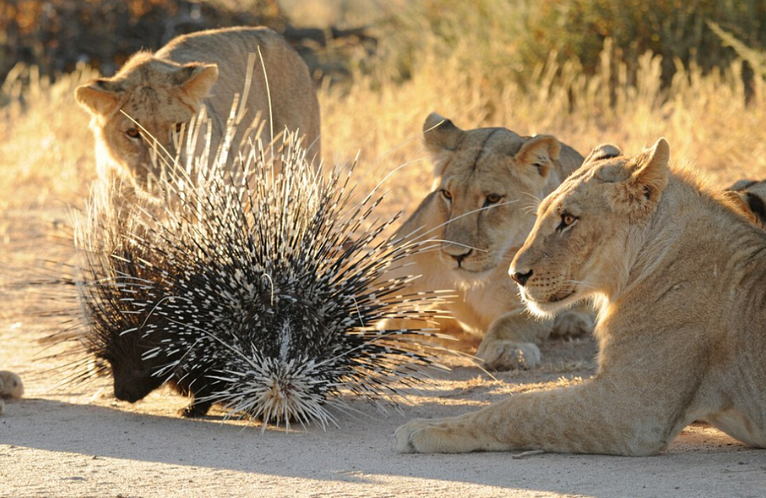 豪猪刺有多厉害?一扎进去难去除,狗狗经常扎成筛子