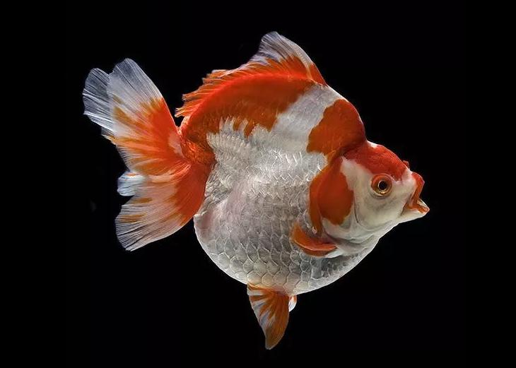 什么样的金鱼才是真的金鱼,朱顶紫罗袍金鱼图片