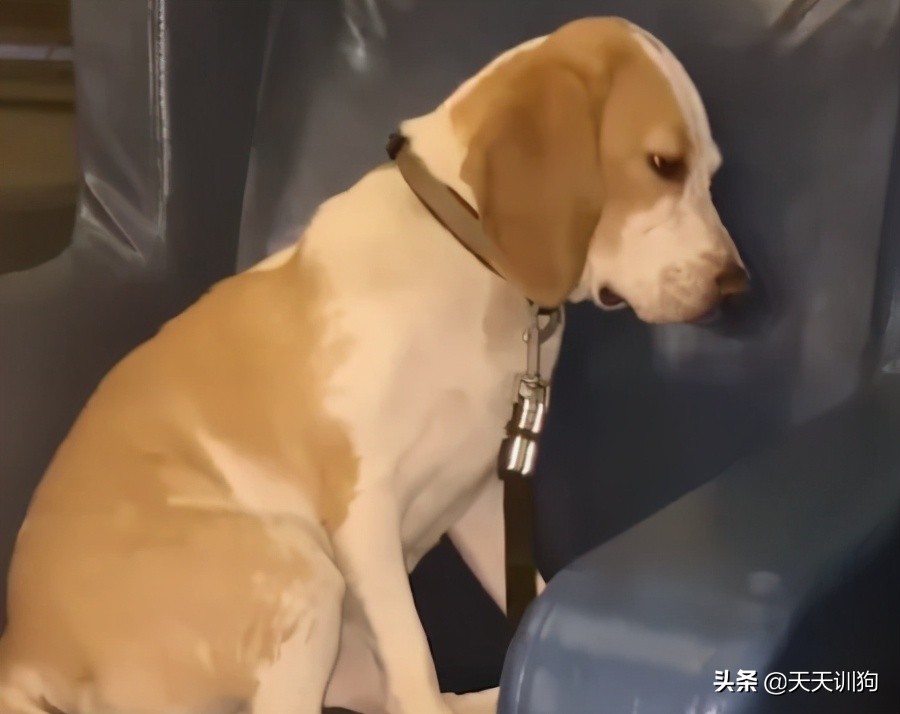 狗狗也能吃雪糕吗,狗狗可以喝啤酒吗