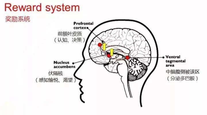 雌性黑猩猩没见过野生同类，不懂得交配，30岁仍无经验