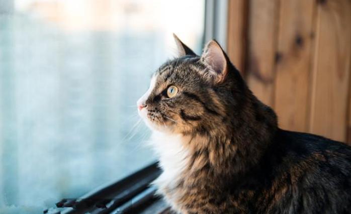 猫咪第一次单独在家是什么样的,猫咪自己在家的时候一般在干什么