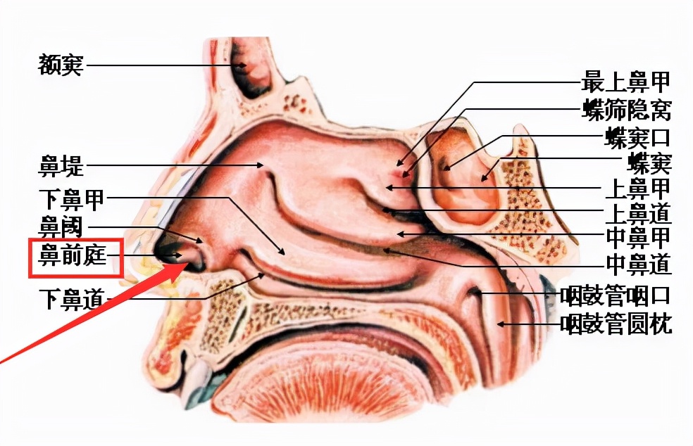 唇裂鼻畸形的最佳修复时间,唇裂科普视频