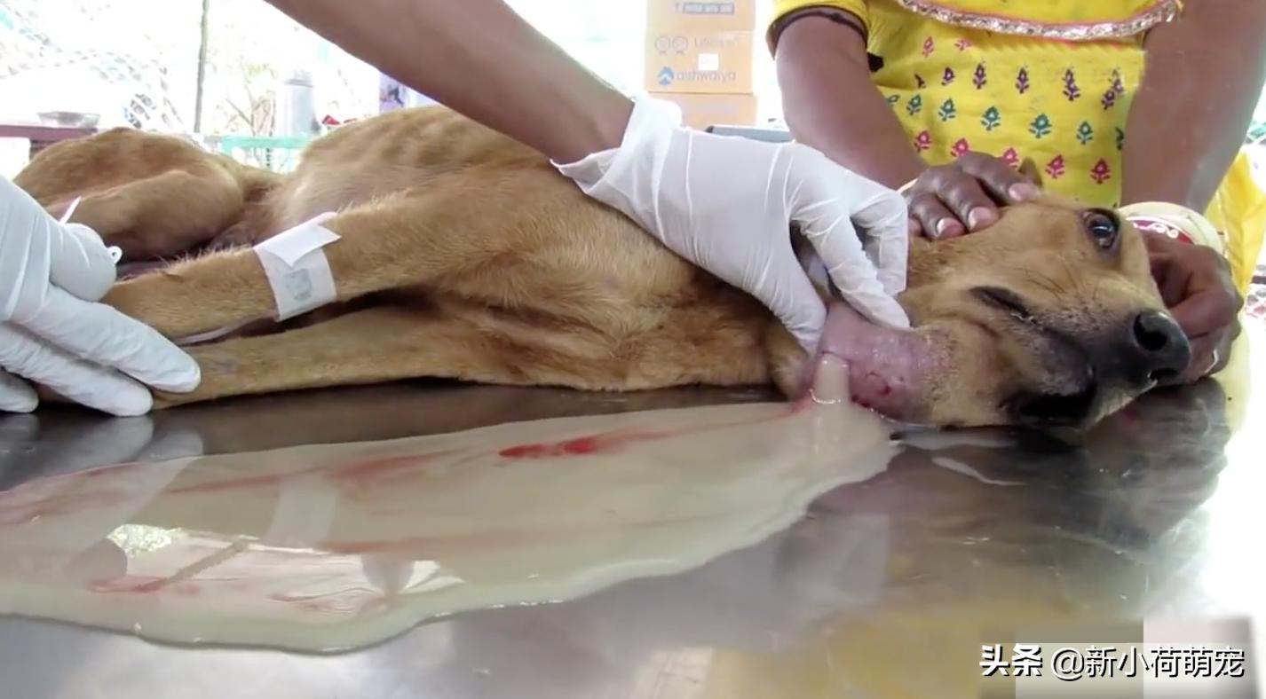 狗妈妈浑身哆嗦,狗妈妈浑身发抖