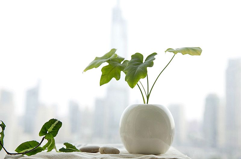 过期牛奶发酵到什么程度可以浇花,过期牛奶不要扔合理利用变废为宝