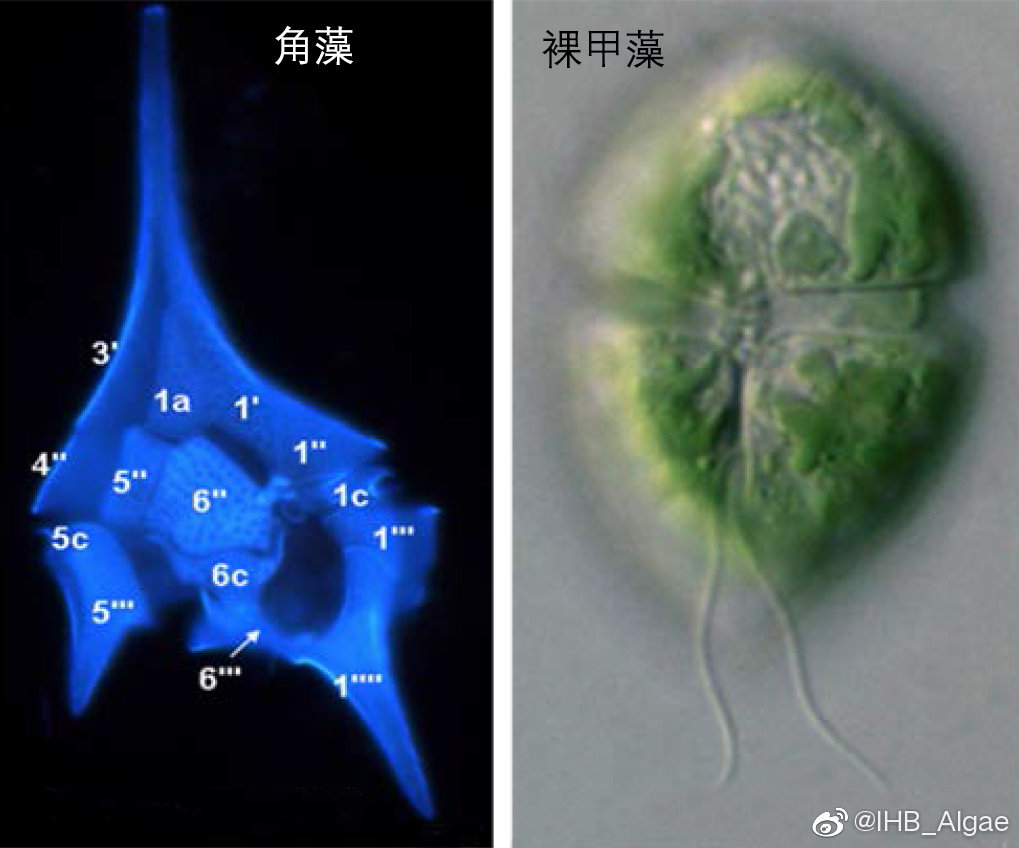 什么是藻类,什么是藻类图片