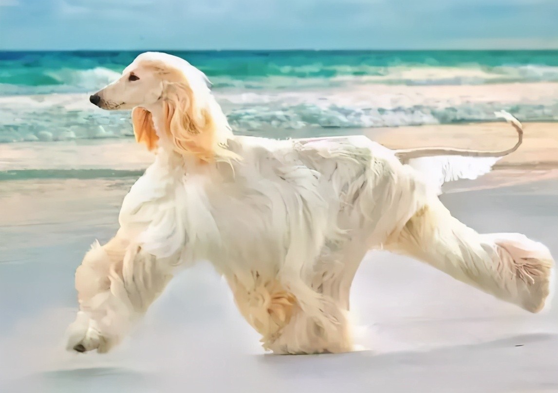 为什么中国禁养阿富汗犬,为什么禁养阿富汗犬呢