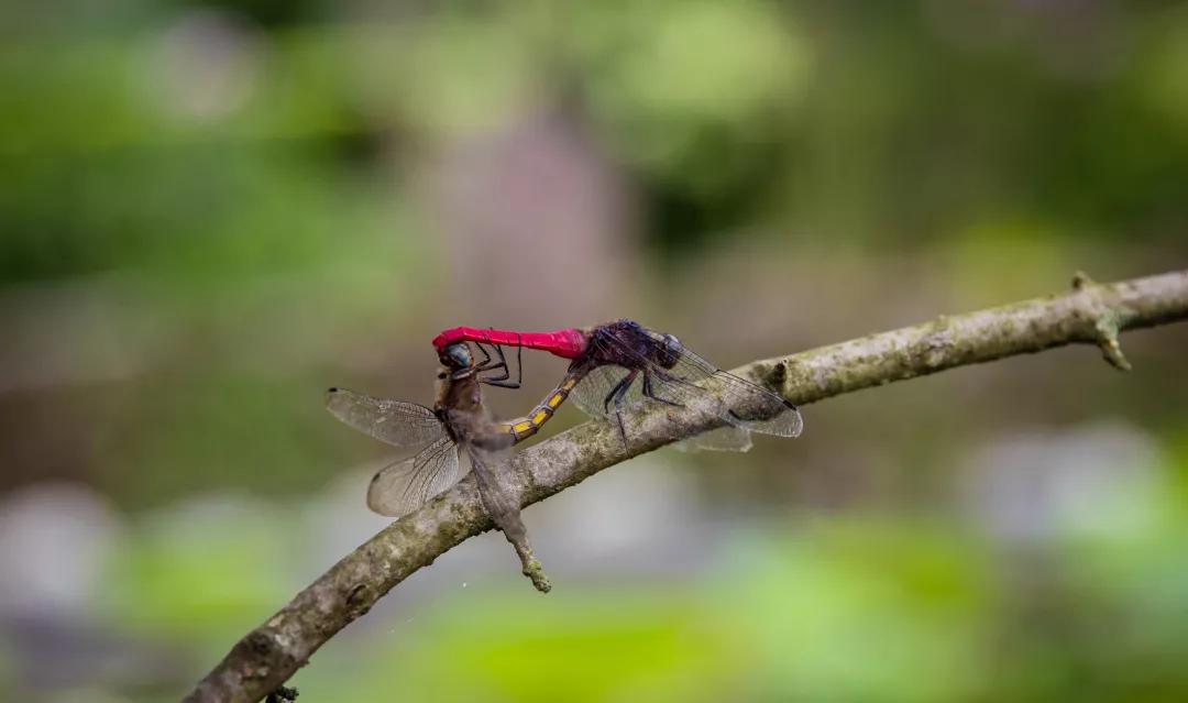 建一座完全不打药的生态花园，所有生命在这里和谐共处，值得收藏
