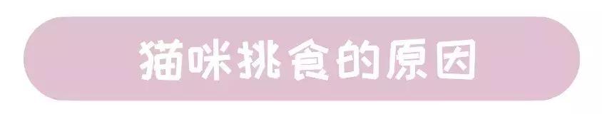 猫咪挑食该如何纠正,几招教你让猫咪不再挑食