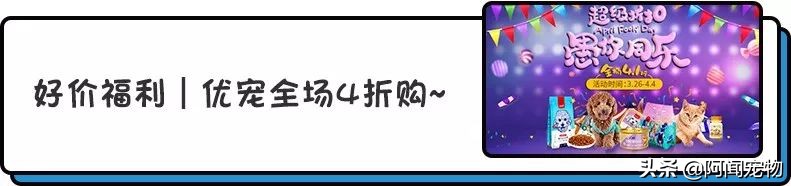 上班族怎么让猫白天活动夜晚休息,上班后怎么缓解猫的孤独