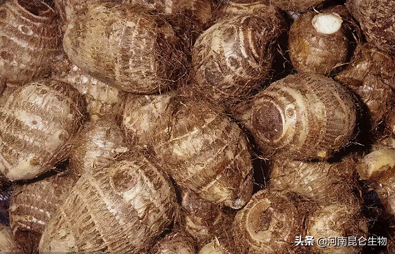 芋头死苗烂根用什么肥,芋头黄叶烂根怎么防治