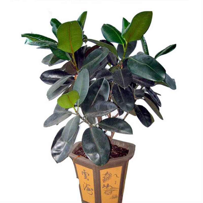 新装修的房子放什么植物去甲醛好,新装修的房子什么植物可以去甲醛