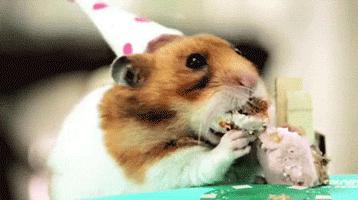 仓鼠为什么把食物都塞到嘴里面去,仓鼠为什么要往嘴巴里塞食物呢