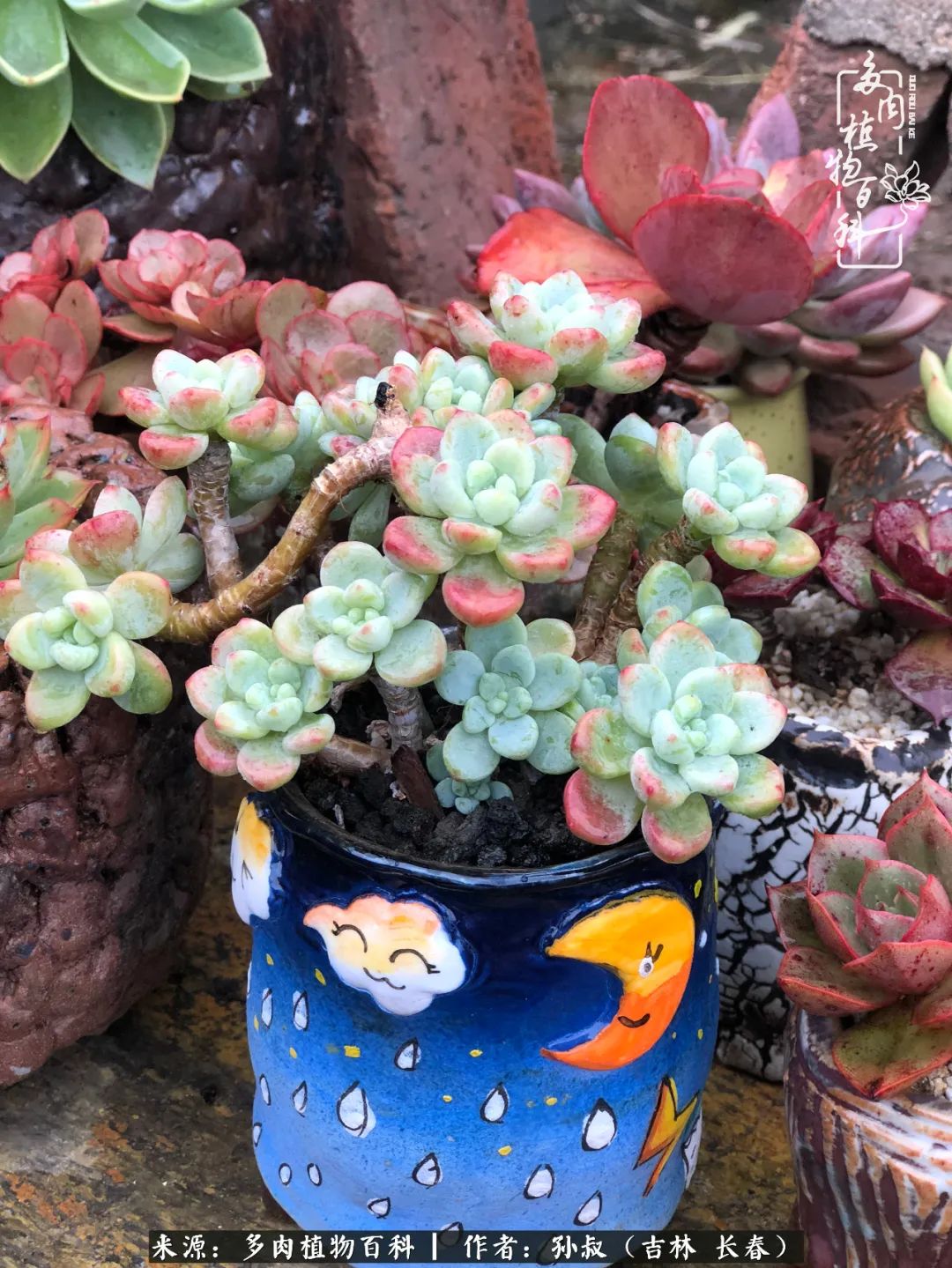 与多肉一起成长,与多肉相伴