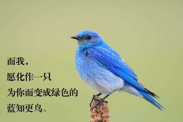 上帝和知更鸟,知更鸟为什么叫上帝之鸟