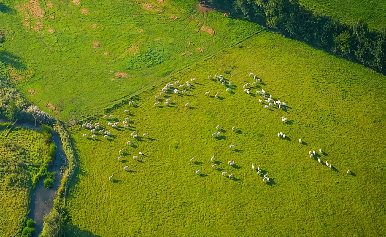 羊奶粉好不好,羊奶粉怎么给宝妈推荐