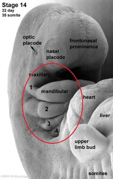 人类是真的经过设计的吗,大胆的推测