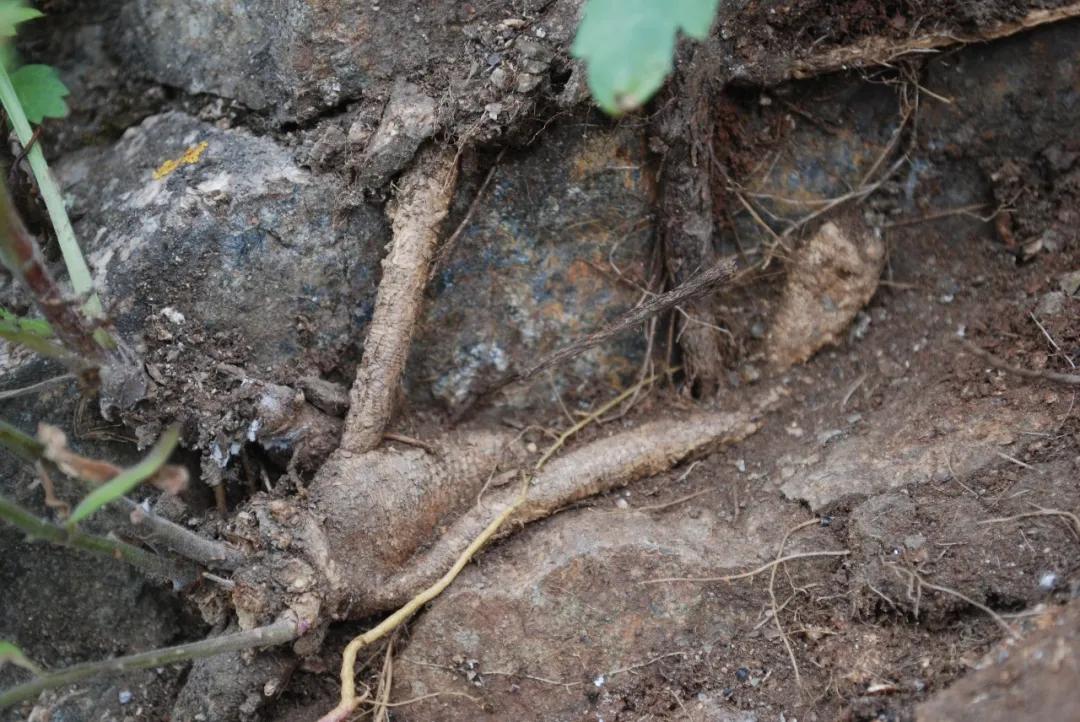 硬核整理!高清中药教材原植物彩*图色**谱(四期)