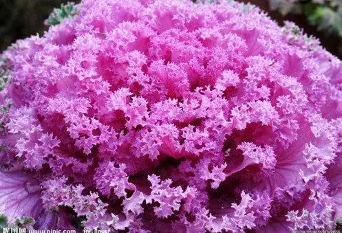 叶牡丹羽衣甘蓝,多头叶牡丹羽衣甘蓝