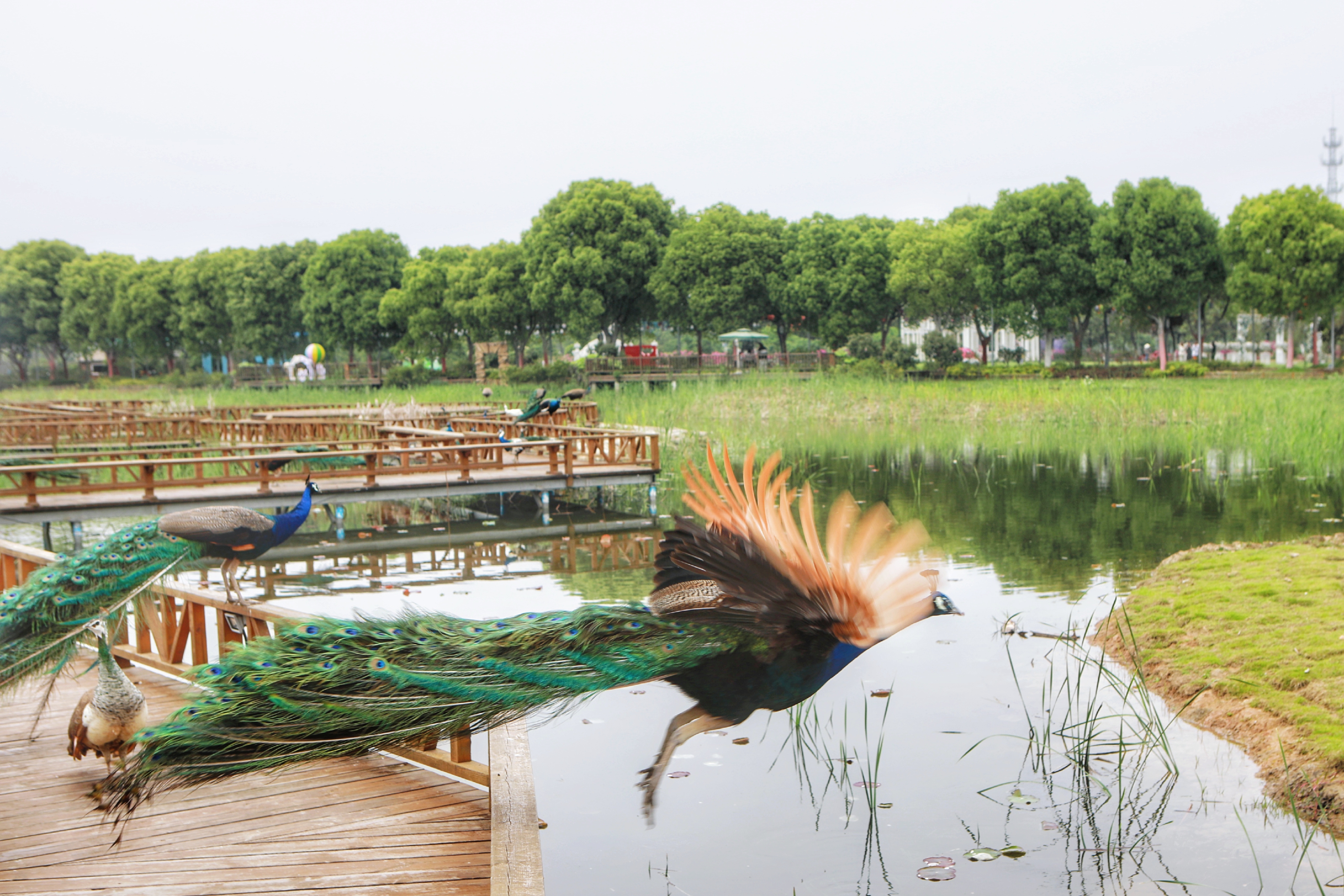 长三角湾区，有个深藏闺中的苏州太湖新城，被看作是未来之城