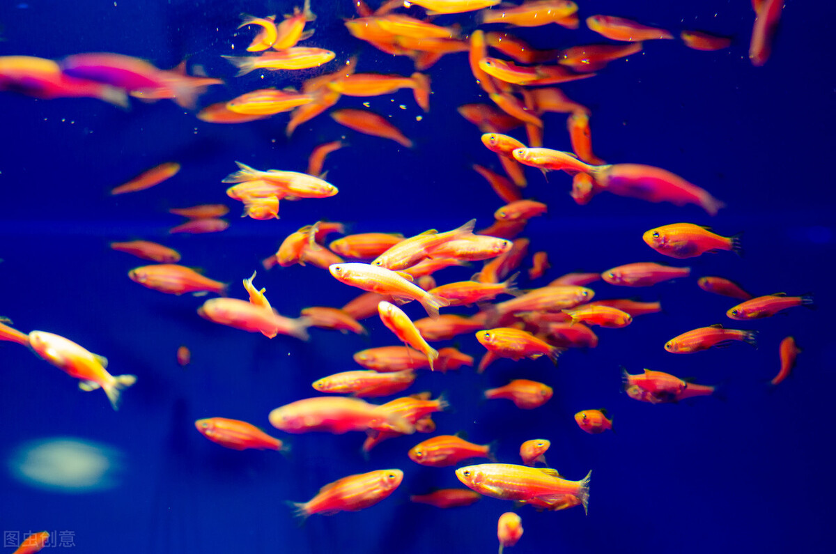 观赏鱼购买指南和注意事项,网上买观赏鱼去哪个程序买好