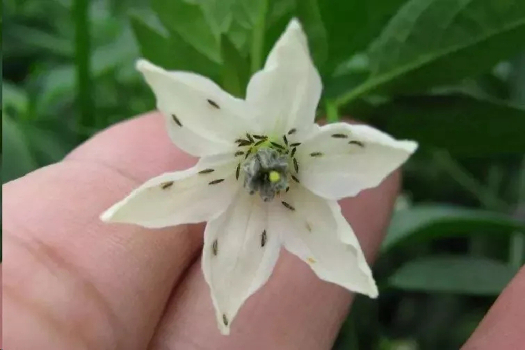 植物卷叶泛黄是什么原因,植物叶子卷曲畸形怎么解决