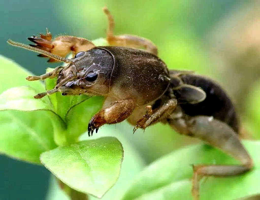 农村土狗的害虫,农村的土狗什么都可以吃吗