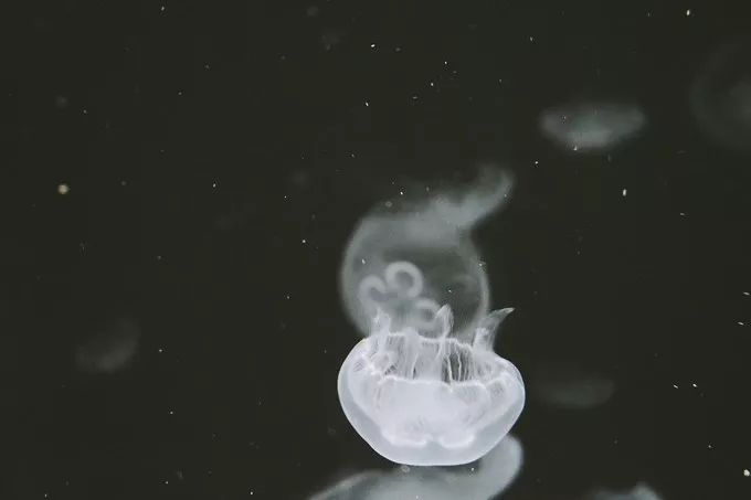 不一样的大阪三日游，瑠璃一束光，值得一来再来