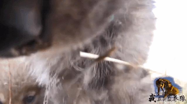 这位“女汉子”在*疆新**，把狼养成了哈士奇，就是经常揍狼的那个