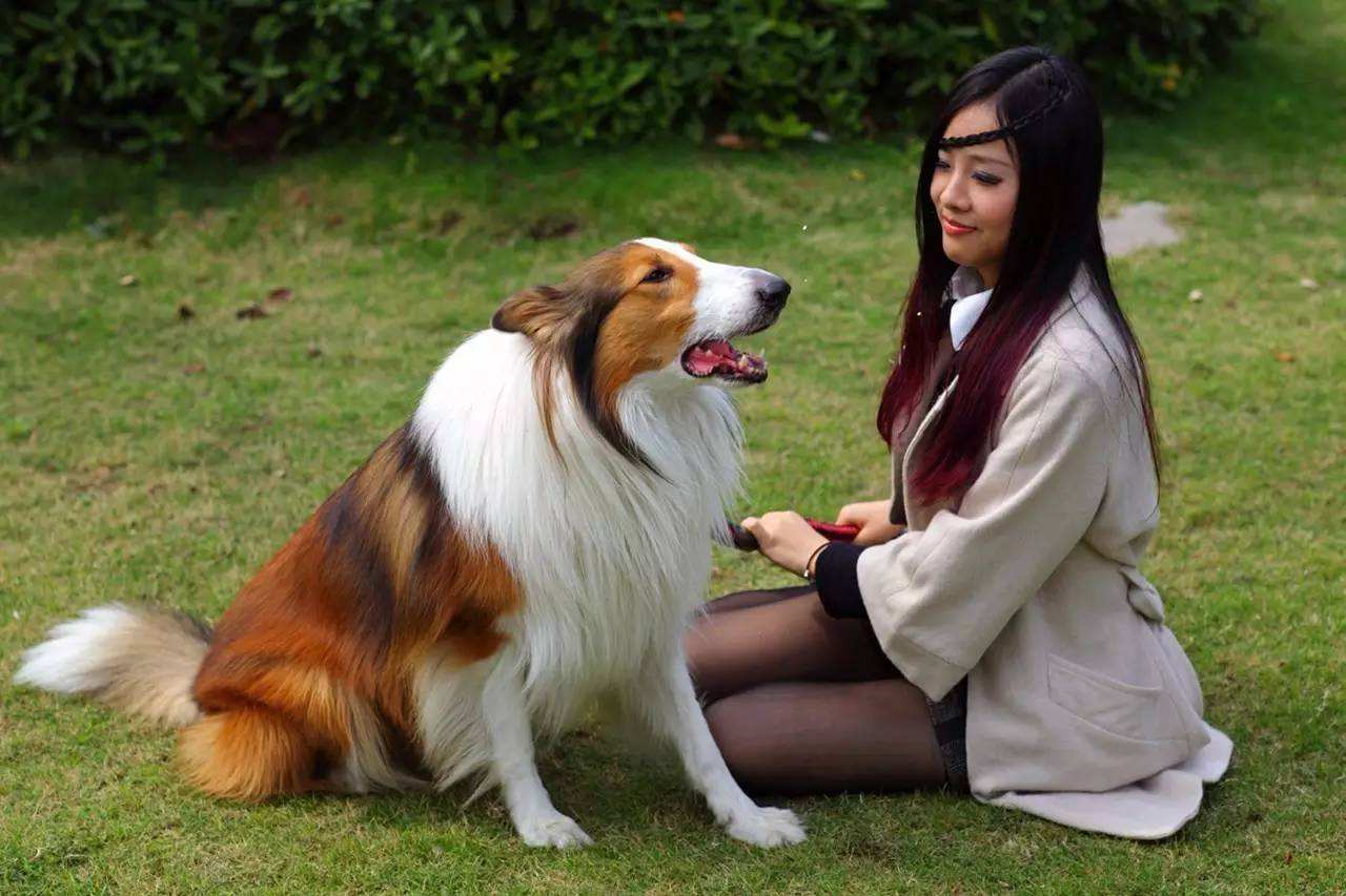 狗狗一见面,为什么会先“闻屁股”?科学研究这是彼此交流的方式