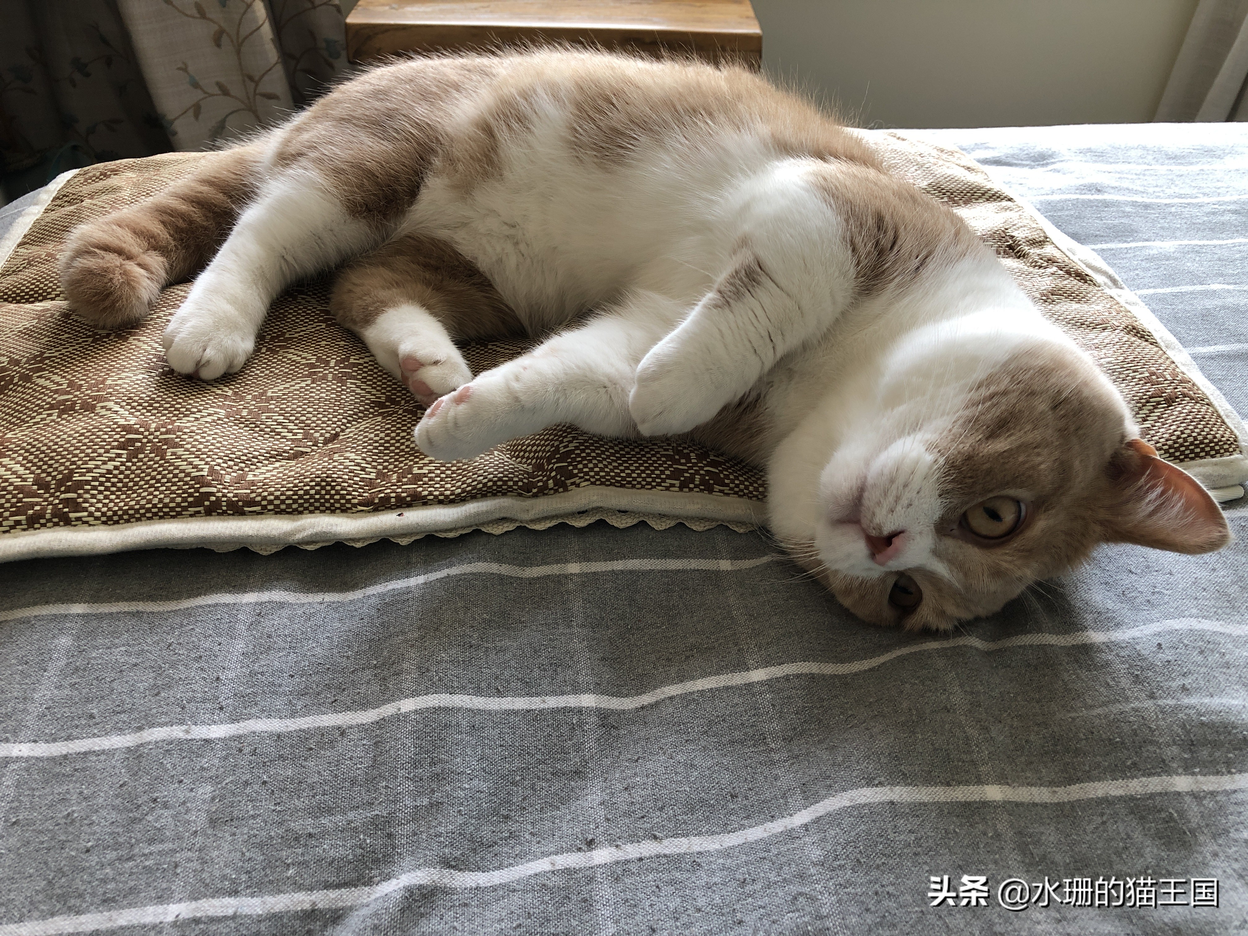 夏天不开空调怎么帮猫咪解暑,猫咪夏天降温必备
