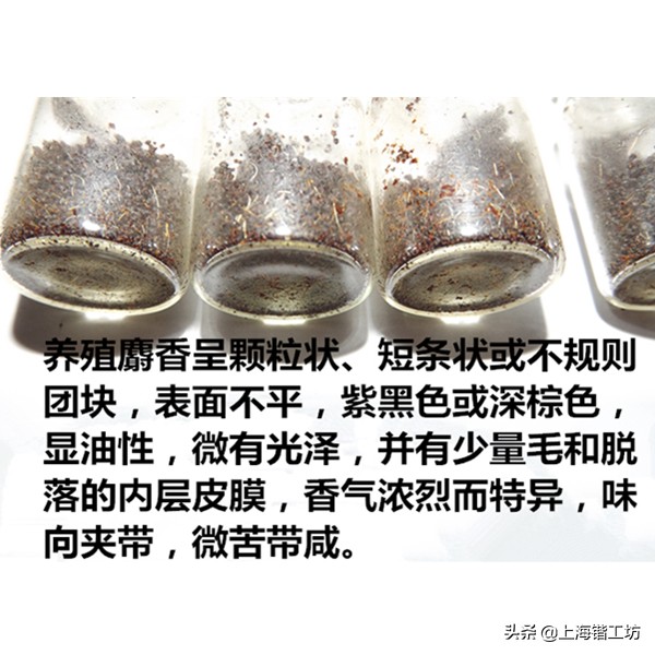 麝香酒为什么能钓鱼效果好,麝香粉和麝香酒哪个钓鱼好