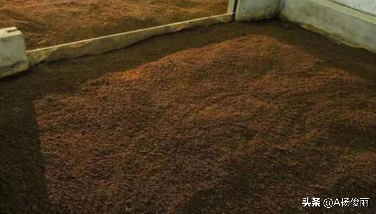 真全粮酿酒原理,真全粮高粱酒发酵过程