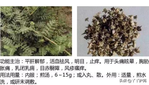 农村身边的中草药主治与功效,中草药全图谱与功效