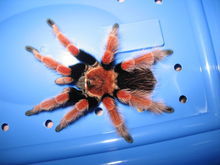 在野外奇形怪状的蜘蛛,各种宠物蜘蛛图片